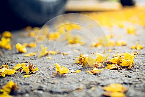 fallen leaves of tree on the road in autumn day photo