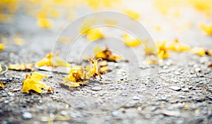 fallen leaves of tree on the road in autumn day photo