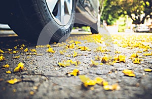 fallen leaves of tree on the road with car tires in autumn day photo