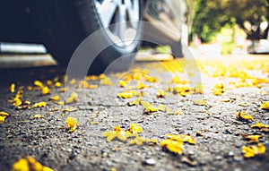 fallen leaves of tree on the road with car tires in autumn day photo