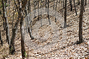 Caído hojas a un árbol conexiones en Bosque 