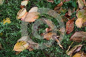 Fallen leaves from trees in autumn covering the grass on the ground