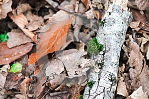 Fallen leaves from trees and a branch with moss in the forest macro