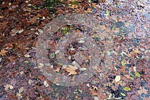 Caído hojas flotante en estanque en otono 