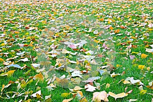 Fallen leaves from trees on the shorn grass