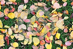 Fallen leaves from trees on the shorn green grass