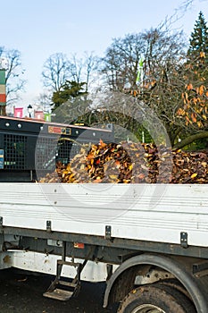 Fallen leaves on a truck