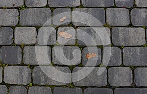 Fallen leaves with water drops on the sidewalk,top view. Blocks of the sidewalk pattern, details of the stone-lined path