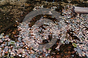 Fallen leaves in the water