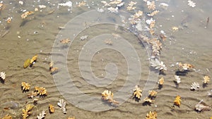 Fallen leaves on the water, near the river shore. Close up view.