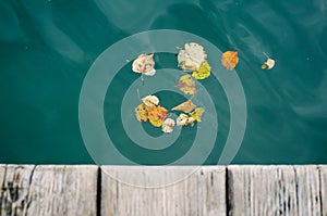 Fallen leaves on the water; a small bunch of fallen leaves floating on the surface of the rippled water.