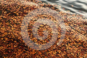 fallen leaves in westlake