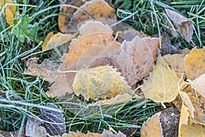 Fallen leaves with white frost, abstract natural background. Frozen foliage on the ground.  Yellow fallen leaf covered with ice