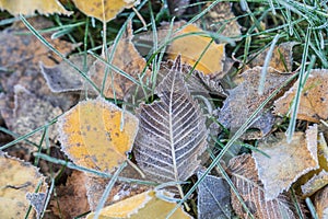 Fallen leaves with white frost, abstract natural background. Frozen foliage on the ground.  Yellow fallen leaf covered with ice