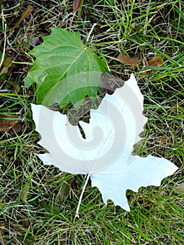 Fallen leaves of white poplar