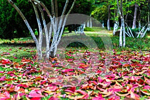 Fallen leaves at Xixi Wetland Park in Hangzhou