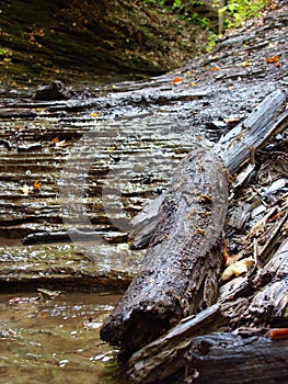 Fallen Limb