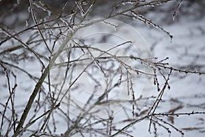 Fallen Limb in the Snow