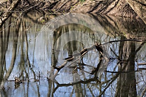 Fallen limb in spring stream