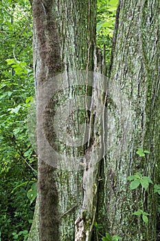 Fallen limb between two trees