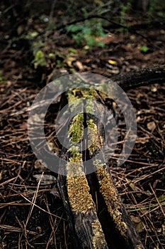 Fallen Limb in the Woods