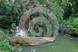 Fallen log in the backwaters