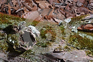 Fallen log detail