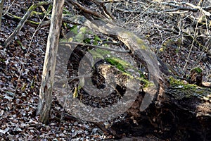 Fallen log detail