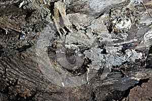 Fallen log detail