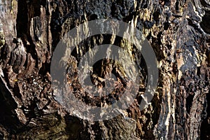 Fallen log detail