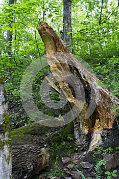 Fallen log detail in forest