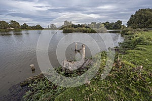 Fallen log in pond left to create a habitat for wildlife