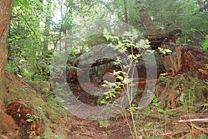 Fallen Log in Snoqualmie Falls