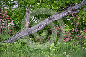 Fallen Log with Spring Flowers