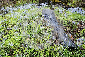 Fallen log surrounded by blue wildflowers.