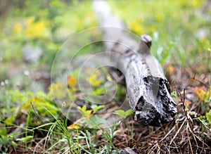 Fallen Log Surrounded by Colorful Leaves in Rocky Mountain National Park