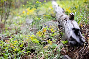 Fallen Log Surrounded by Colorful Leaves in Rocky Mountain National Park