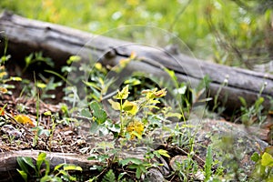 Fallen Log Surrounded by Colorful Leaves in Rocky Mountain National Park