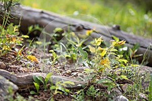 Fallen Log Surrounded by Colorful Leaves in Rocky Mountain National Park