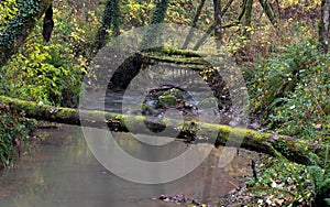 Fallen logs across river at autumn