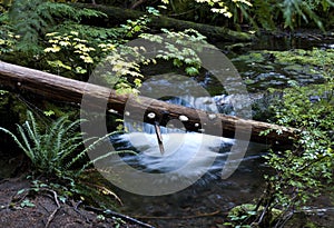 Fallen Logs in Creek