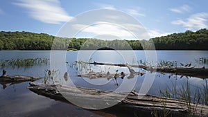 Fallen logs on Mayflower Lake