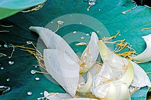 Fallen lotus flower petals on green leaf