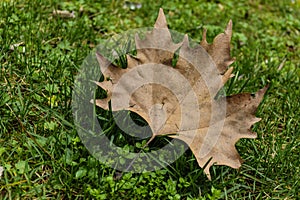 Fallen maple brown leaf in the park