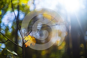 Fallen Maple Leaf caught in its descent