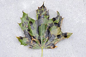 A Fallen Maple Leaf Covered with Black Tar Spots