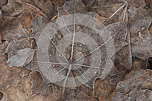 Fallen maple leaf covered with hoar frost macro