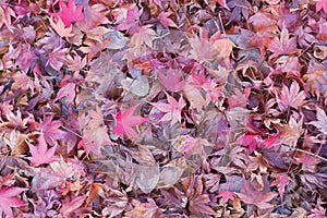 Fallen maple leaf on ground