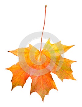Fallen maple leaf isolated