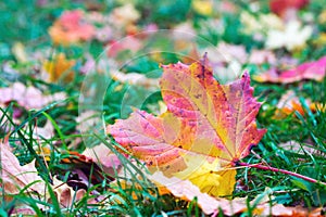 Fallen maple leaf lying on the grass